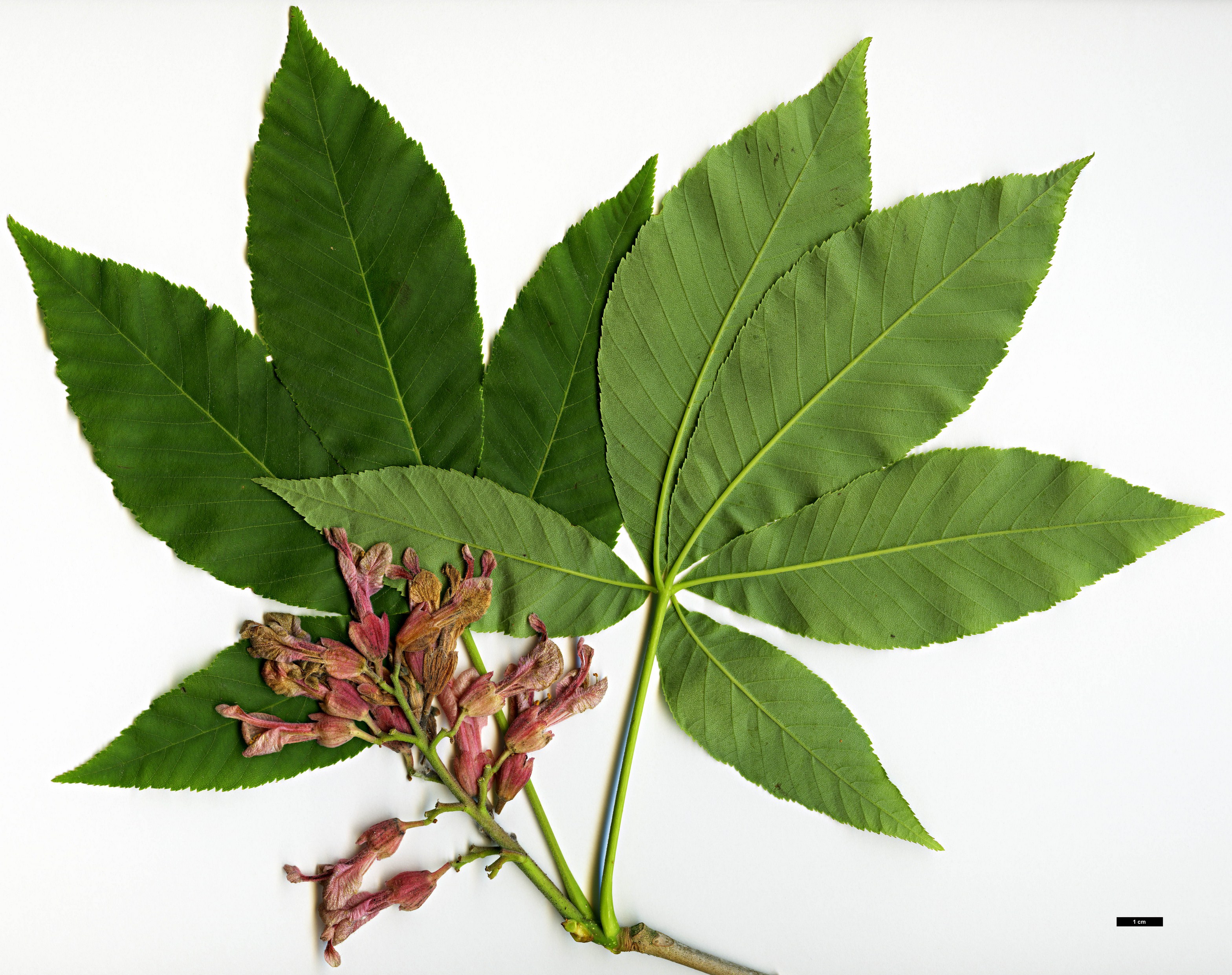 High resolution image: Family: Sapindaceae - Genus: Aesculus - Taxon: sylvatica